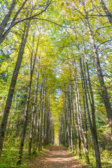 Fototapeta na wymiar narrow road in a park with tall trees