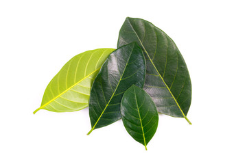 Jackfruit Leaves Pile Isolated