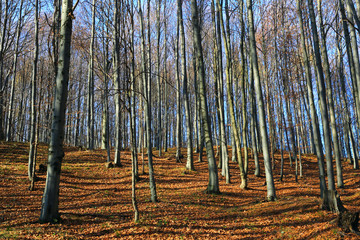 leafless beech trees in forest