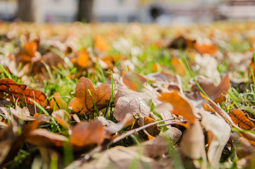 Background autumn yellow leaves on green grass