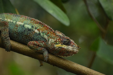 Chamäleon blick nach vorne