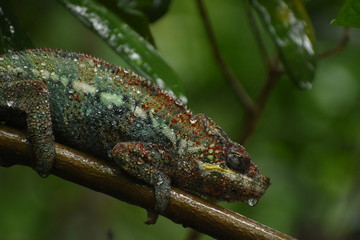 Nasses Chamäleon