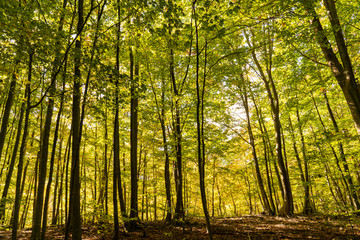 Obraz premium Natural park of Montseny in autumn.