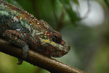 Chamäleon Closeup