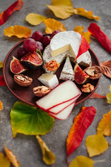Set of aged cheese in autumn leaves on dark background