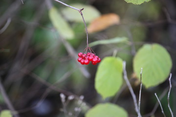 Vogelbeeren