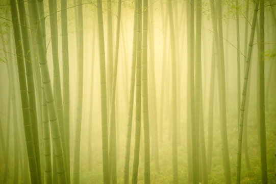 Bamboo forest abstract green background
