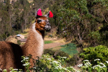 Trekking with llamas on the route from Lares in the Andes.