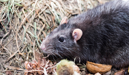 gray rat close up in his home