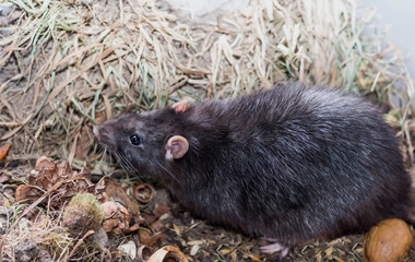 a gray rat sits among his supplies in the dry grass in his enclosure