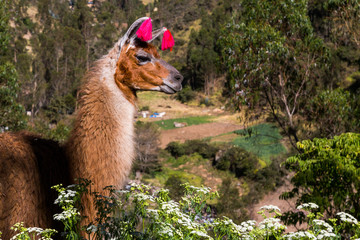 Llamas on the trekking route from Lares in the Andes.