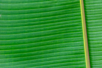 Selective focus on tropical green leaves close up