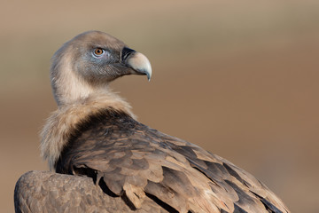 Griffon vulture