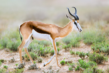 Springbok, Spring buck male full side portrait in the Kgalagadi. Antidorcas marsupialis - 305530152