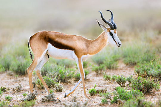 Springbok, Spring buck male full side portrait in the Kgalagadi. Antidorcas marsupialis