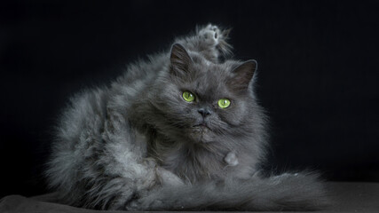 Persian Cat with a Black Studio Backdrop