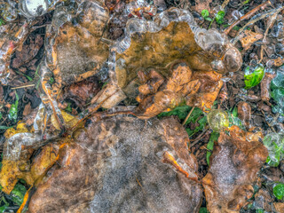 Autumn leaves in forest frozen in ice