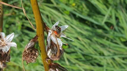 Honeybee