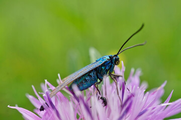 Schmetterlinge Deutschlands - Ampfer-Grünwidderchen