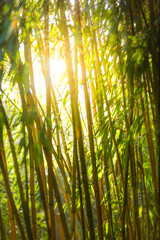 Naklejka premium background with natural bamboo pattern