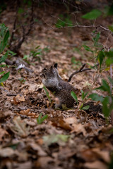 Hungry squirrel 