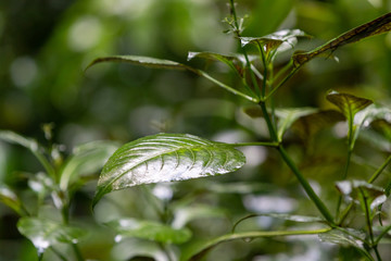 Obraz premium Tropical plant leaf in jungle setting