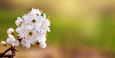 Cherry branch with flowers on blurred background in sunny day in gentle tones_