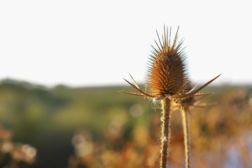Prickly thorny plant thorny dry, against a white sky, shallow depth of field.
