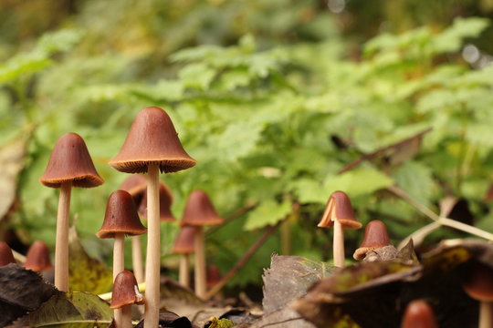 little brown mushrooms and green nettles in the background in a forest in autumn closeup