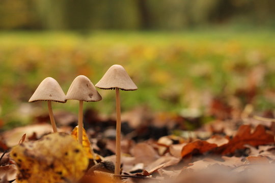a group of three little fungi in the forest and a green background in the forest