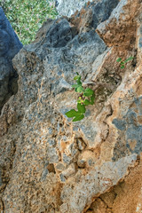 Small fig tree growing on rock