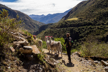 Trekking with llamas on the route from Lares in the Andes.