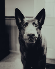 Black And White Portrait Of a German Shepherd Puppy