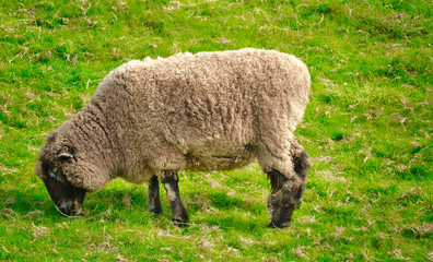 2019-10-02 ISOLATED SHEEP IN KELSEY CREEK