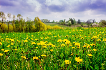 Field with green grass and yellow dandelion flowers. Spring landscape_