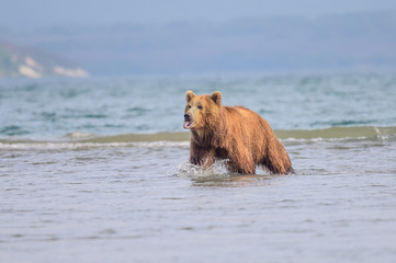 Fototapeta premium Ruling the landscape, brown bears of Kamchatka (Ursus arctos beringianus)