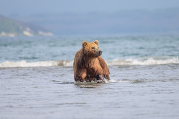 Fototapeta premium Ruling the landscape, brown bears of Kamchatka (Ursus arctos beringianus)