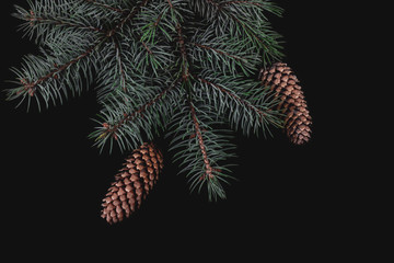 Greeting card for the Christmas holidays. Decoration of green fir branches and cones isolated on black background. Great for banners, flyers, party posters, headers. Space for text. Top view