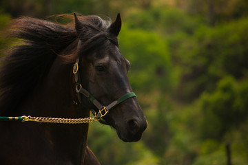 Obraz premium head horse Friesan