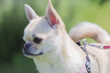 profilo di cagnolino chihuahua a pelo corto