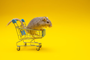 Gray mouse inside the shopping cart on a yellow background © thomsond