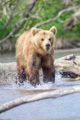Obraz premium Ruling the landscape, brown bears of Kamchatka (Ursus arctos beringianus)