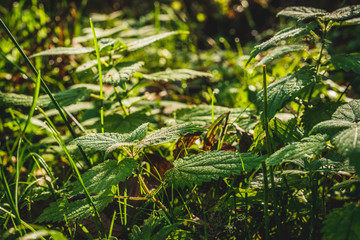 Nettle in a natural environment, forest. Using nettle as a medicine, herbs. Stinging caused by a nettle burn.