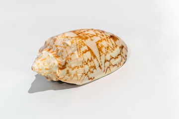 Sea shells on white background, closeup.