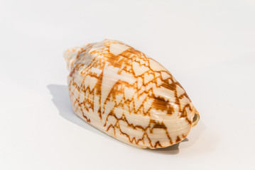 Sea shells on white background, closeup.