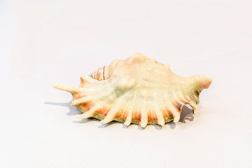 Sea shells on white background, closeup.