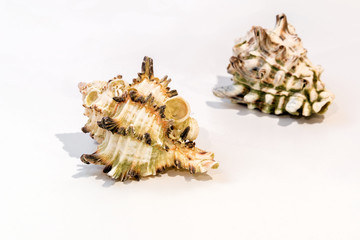 Sea shells on white background, closeup.