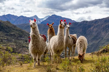 Selbstklebende Fototapeten Lamas auf der Trekkingroute von Lares in den Anden. © bchyla