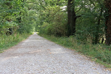 path in the forest