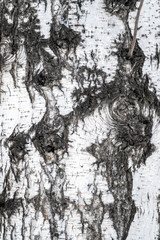 Fototapeta na wymiar Birch bark texture